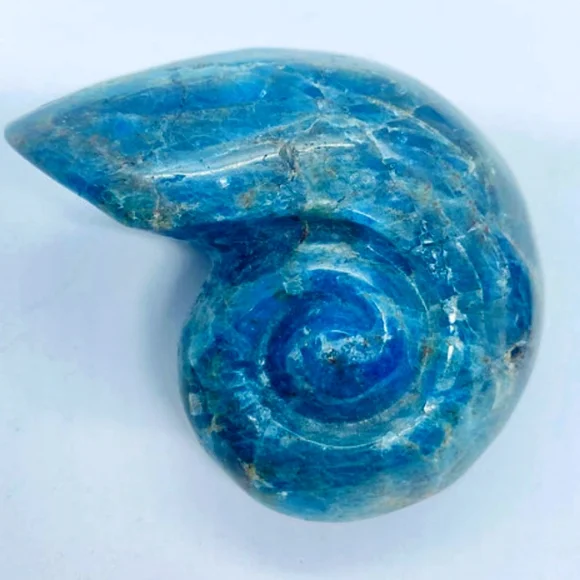 Blue Apatite Conch Shell - Picture 2 of 2